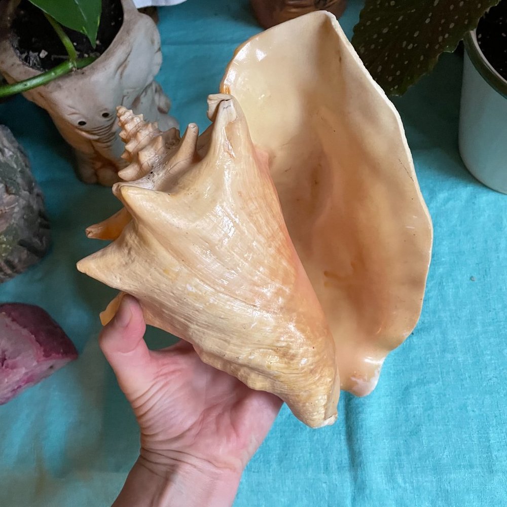 Vintage conch- listen to the ocean, reflect on your dreams, meditative device